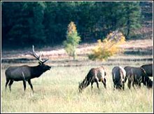 Elk graze in the Valle Vidal.